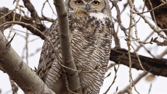 Who is the most incredible local nature photographer