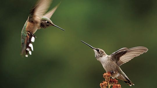 You’ve heard of snowbirds