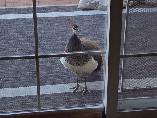 Around Town