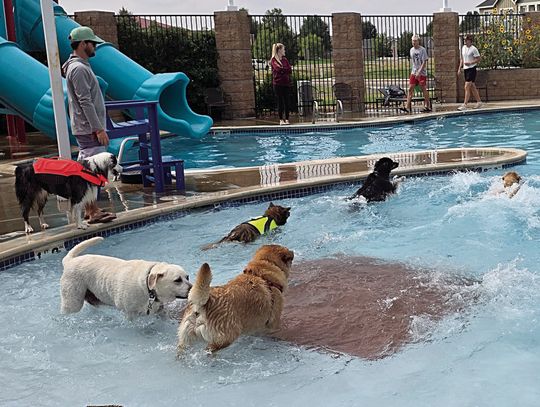 “Dog days”