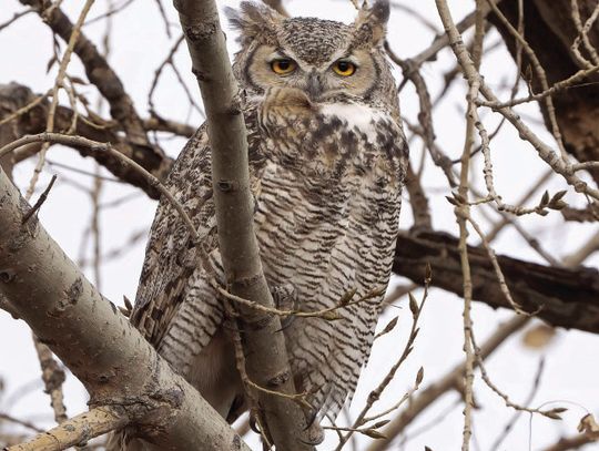 Who is the most incredible local nature photographer