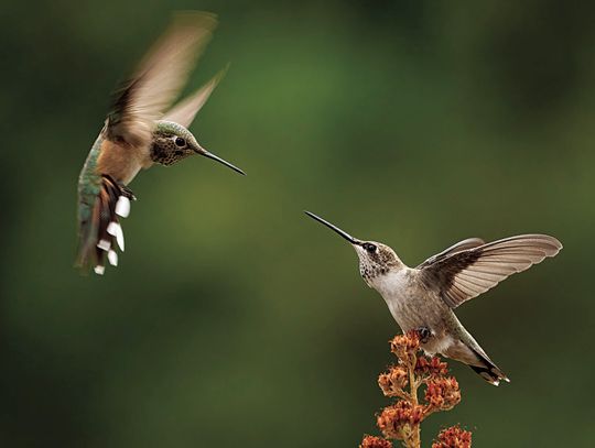 You’ve heard of snowbirds