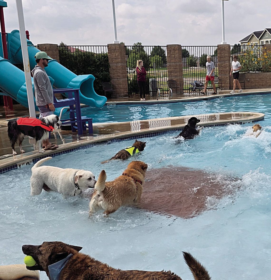 “Dog days”