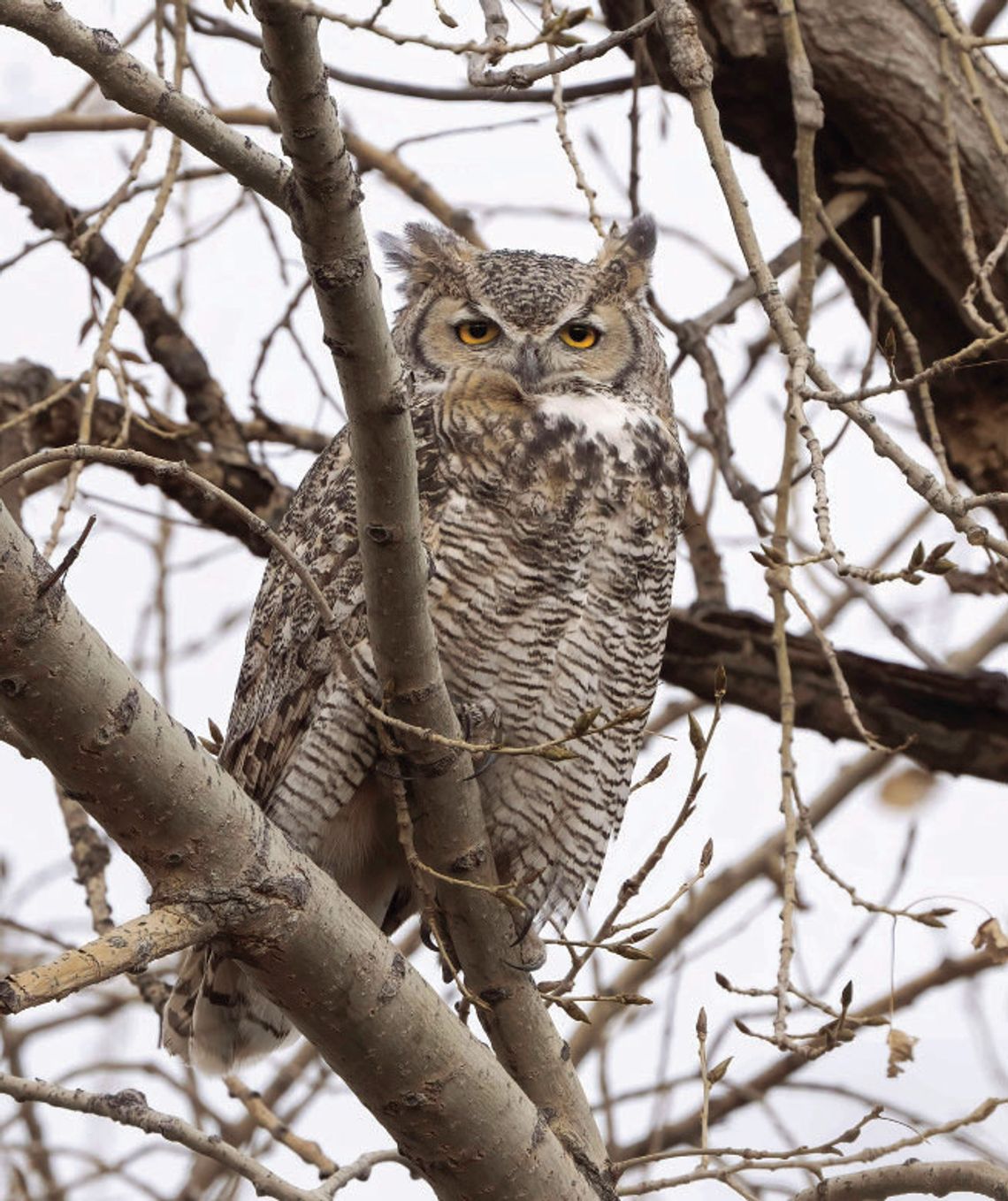 Who is the most incredible local nature photographer