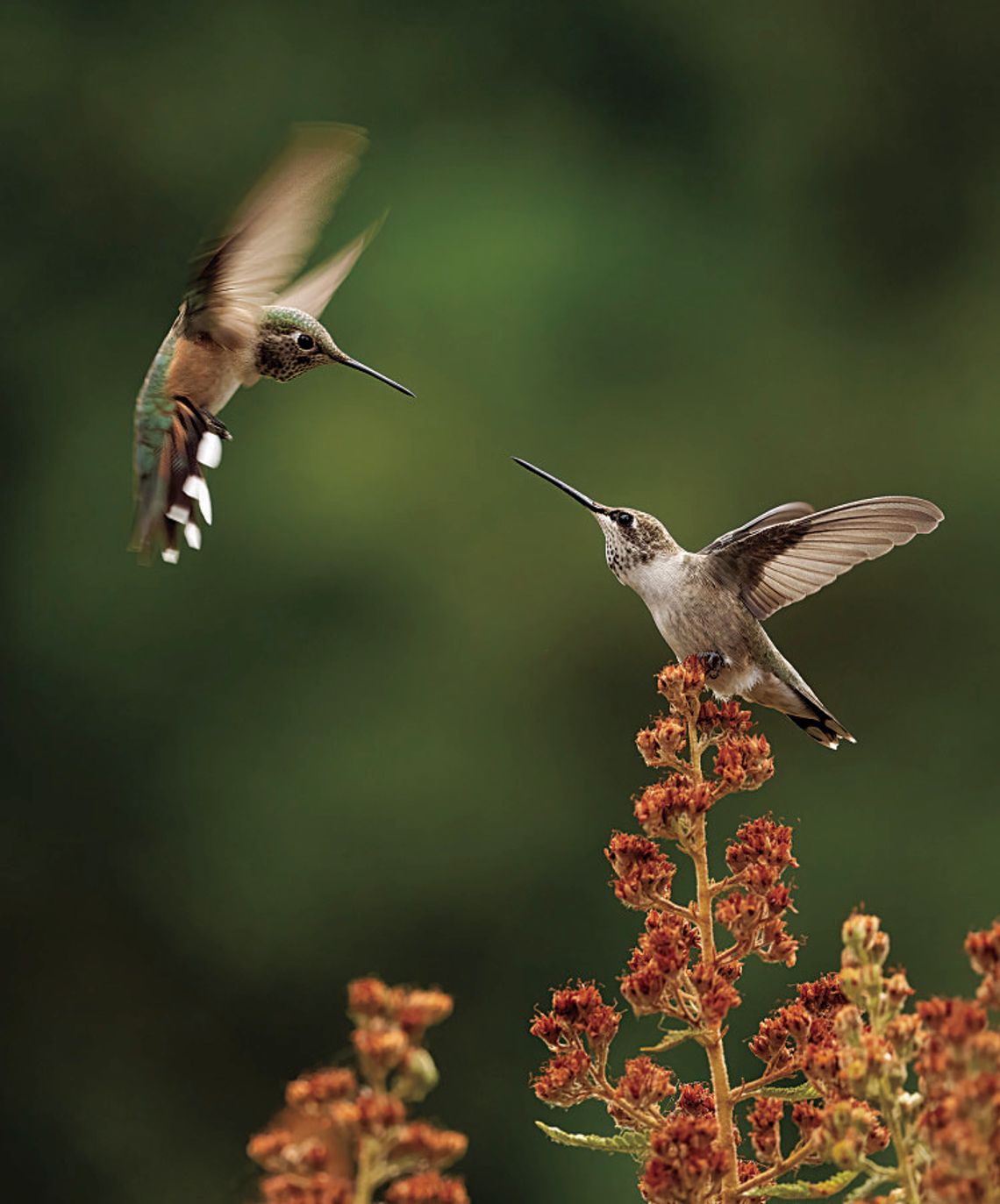 You’ve heard of snowbirds